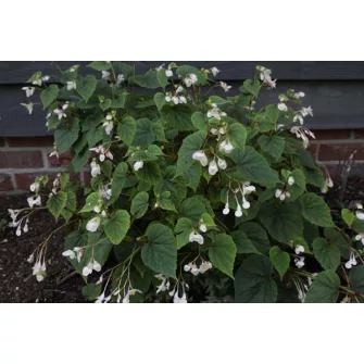 Begonia