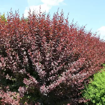 Borbolya (Berberis)