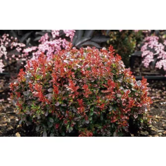 Borbolya (Berberis)