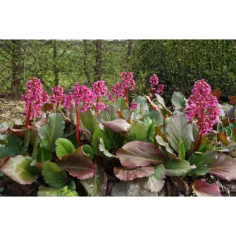 Bőrevél (Bergenia)