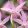 Bletilla ochracea Rickey - Jácintorchidea