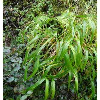 Szálkaperje (Brachypodium)