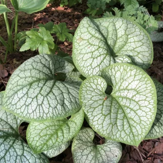 Nefelejcs (Brunnera)
