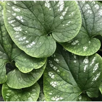 Nefelejcs (Brunnera)