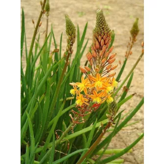 Macskafarok virág (Bulbine)