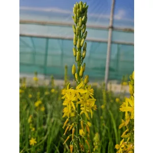 Bulbine frutescens Avera Sunset Yellow - Macskafarok virág