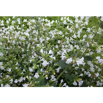 Pereszlény (Calamintha)