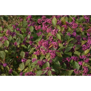 Callicarpa bodinieri Profusion - Lilabogyó