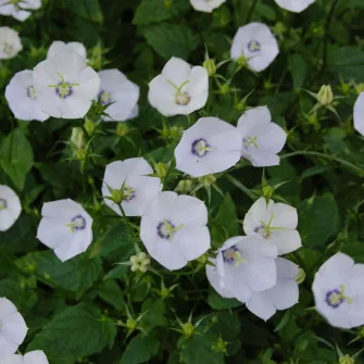 Harangvirág (Campanula)