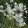 Campanula persicifolia Alba - Baracklevelű harangvirág