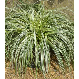 Sás (Carex)