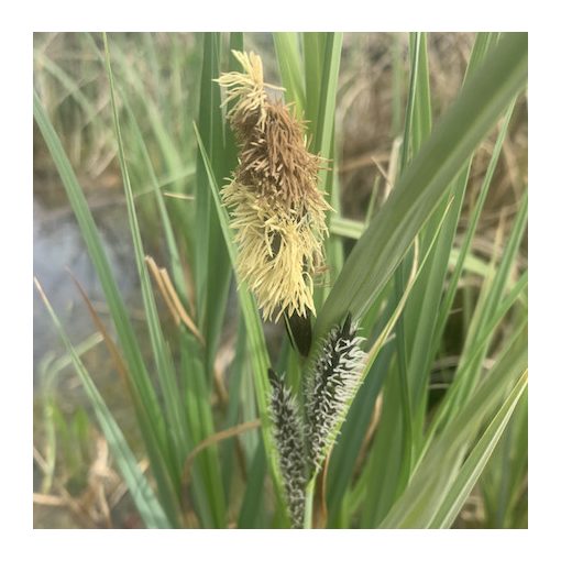 Carex nigra - Fekete sás