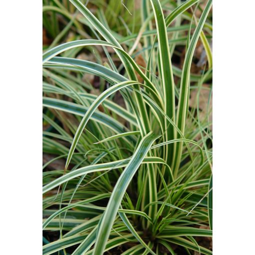 Carex oshimensis Evercream - Ósimai sás