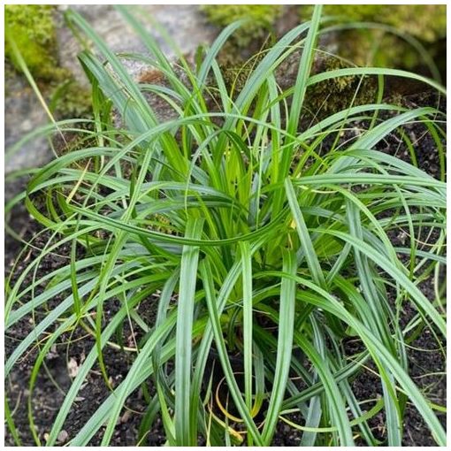 Carex oshimensis Ribon Falls - Ósimai sás