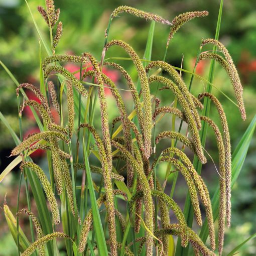 Carex pendula - Lecsüngő sás