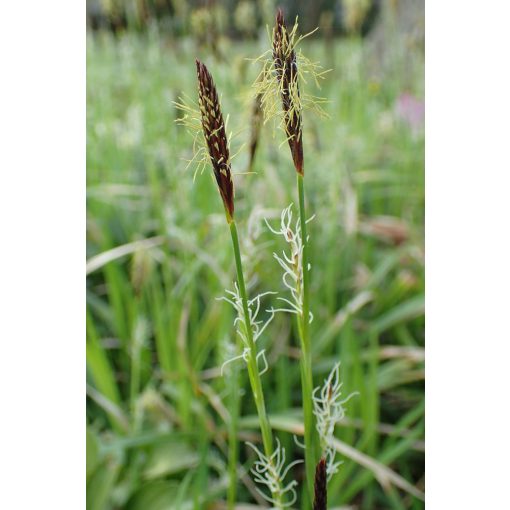 Carex pilosa - Bükksás