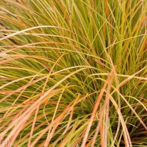 Carex testacea Prairie Fire - Narancsos sás