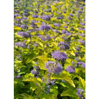 Kékszakáll (Caryopteris)