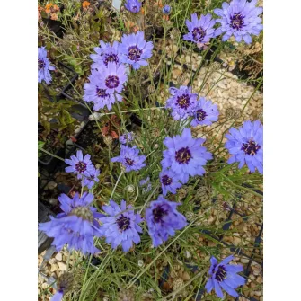 Zörgővirág (Catananche)