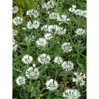 Imola (Centaurea)