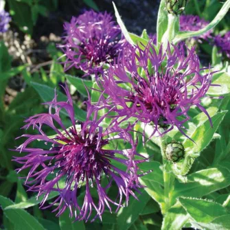 Imola (Centaurea)