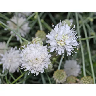 Fejvirág (Cephalaria)