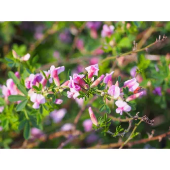 Törpezanót (Chamaecytisus)