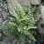 Ajakpáfrány (Cheilanthes)