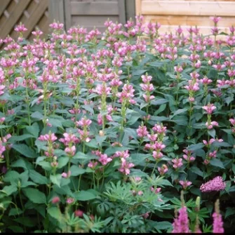 Gerlefej (Chelone)
