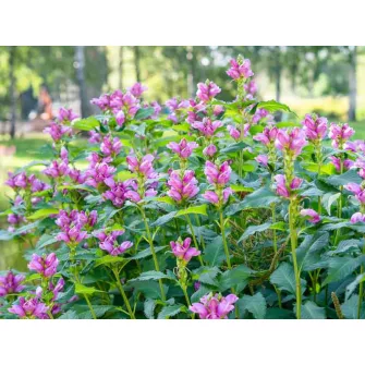 Gerlefej (Chelone)