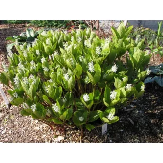 Chloranthus