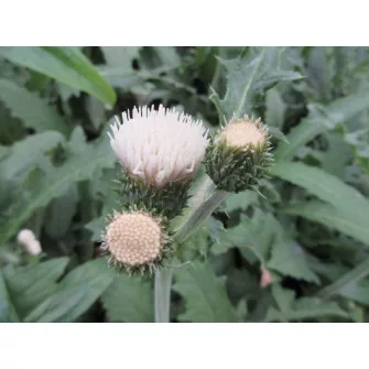 Aszat (Cirsium)