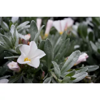 Szulák (Convolvulus)