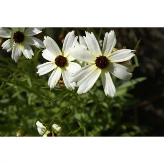 Menyecskeszem (Coreopsis)