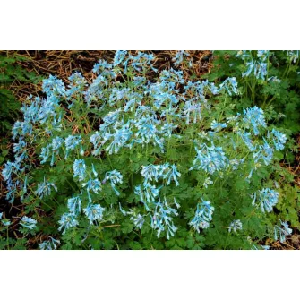 Keltike (Corydalis)