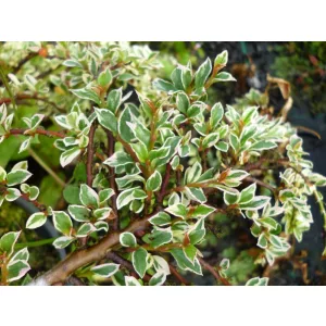 Cotoneaster atropurpureus Variegatus - Madárbirs