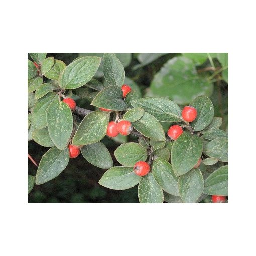 Cotoneaster franchetii - Madárbirs
