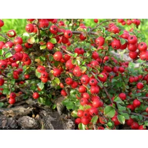 Cotoneaster nanshan Boer - Madárbirs