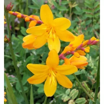 Sáfrányfű (Crocosmia)