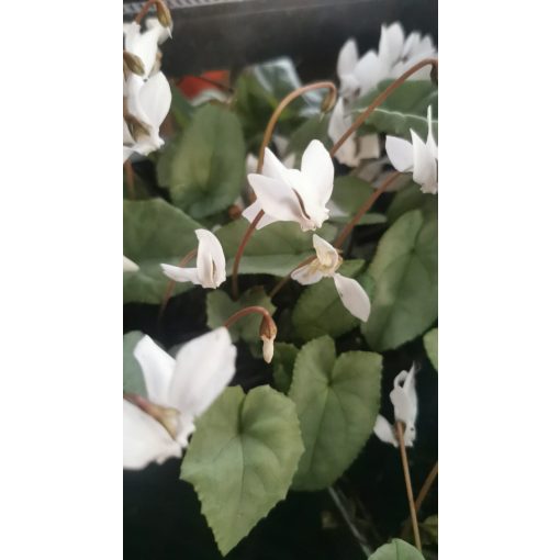 Cyclamen hederifolium Album - Silver Leaf - Télálló ciklámen