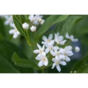 Cynanchum ascyrifolium - Hamis koszorúfutóka