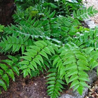 Babérpáfrány (Cyrtomium)