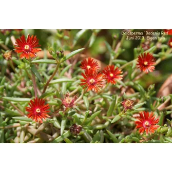 Kristályvirág (Delosperma)