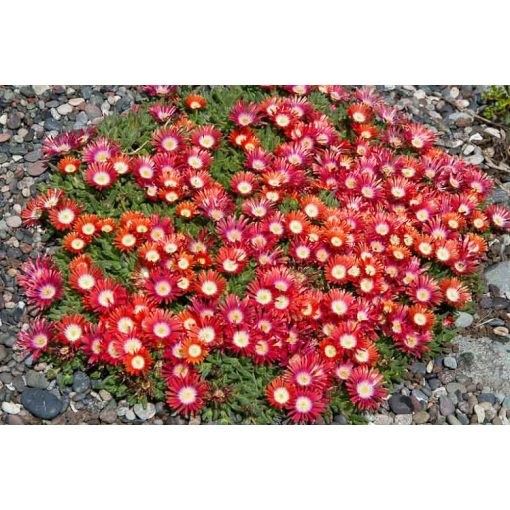 Delosperma cooperi Red Mountain - Kristályvirág