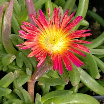 Kristályvirág (Delosperma)