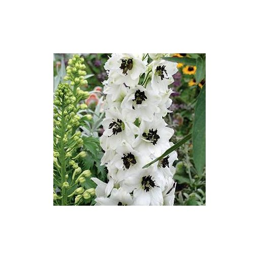 Delphinium Magic Fountains White/Dark Bee - Évelő szarkaláb