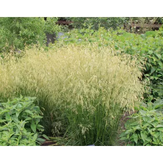 Sédbúza (Deschampsia)