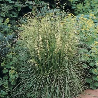 Sédbúza (Deschampsia)