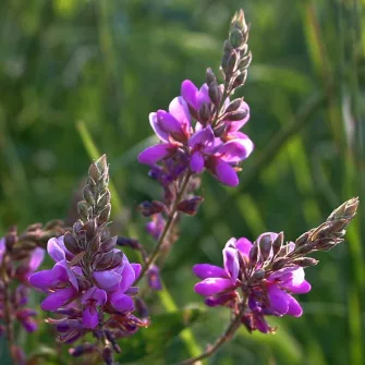 Kullancsvirág (Desmodium)