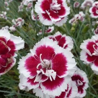 Szegfű (Dianthus)
